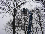 Hoogwerker om te snoeien
